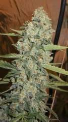 Jedi Kush Regular Seeds-CC-020