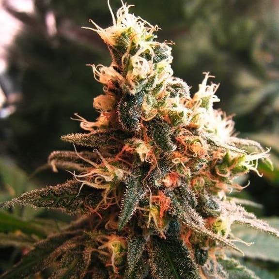 Jock Horror Auto Feminised Seeds - 5-NV-JHA