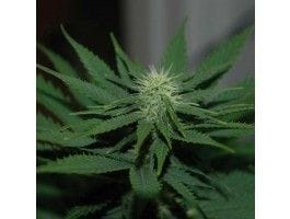 Jock Horror Auto Feminised Seeds - 5-NV-JHA