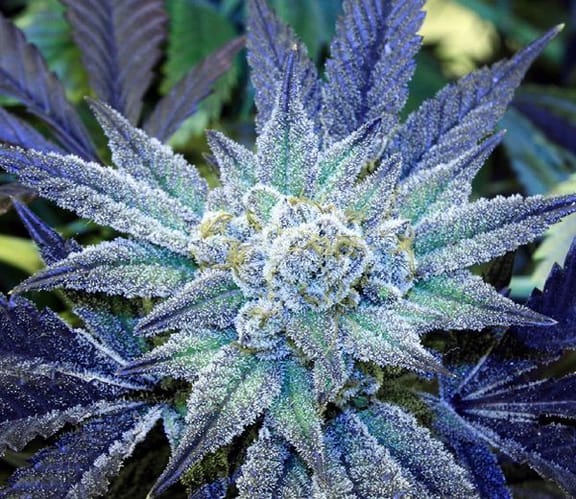 Night Terror OG Regular Seeds - 12-RD-002