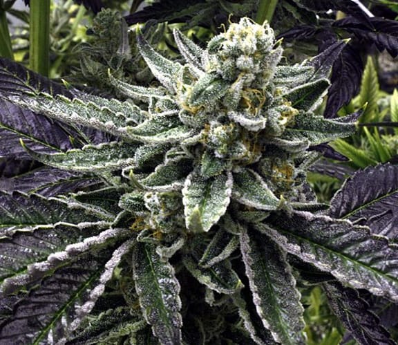 Commerce City Kush Regular Seeds - 12-RD-011