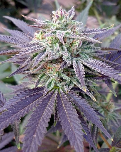 Blue OX Regular Seeds - 12-RD-018