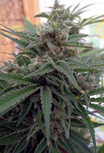 Flo OG Regular Seeds - 12-RD-034
