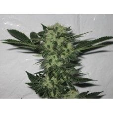 818 Headband Aka Sour OG Feminised Seeds - 6-CC-019-F6
