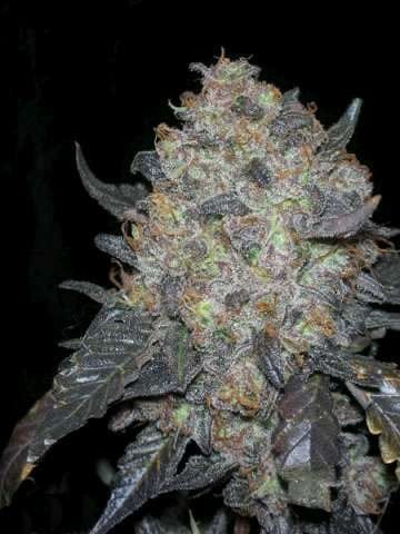 Black Water Feminised Seeds - 6-CC-011-F6