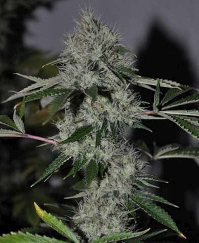 Chem 4 OG Feminised Seeds - 6-CC-008-F6