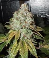 Larry OG Kush Feminised Seeds - 6-CC-006-F6