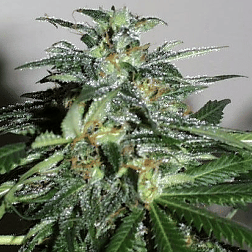 Cyber Cristal Feminised Seeds - 5-KC-SKCF050006-F5
