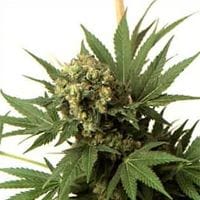 KC 33 Feminised Seeds - 5-KC-SKCF050008-F5
