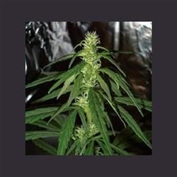 Swiss XT Feminised Seeds - 5-KC-SKCF050016-F5
