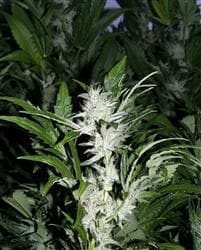 KC 39 Feminised Seeds - 5-KC-SKCF050020-F5