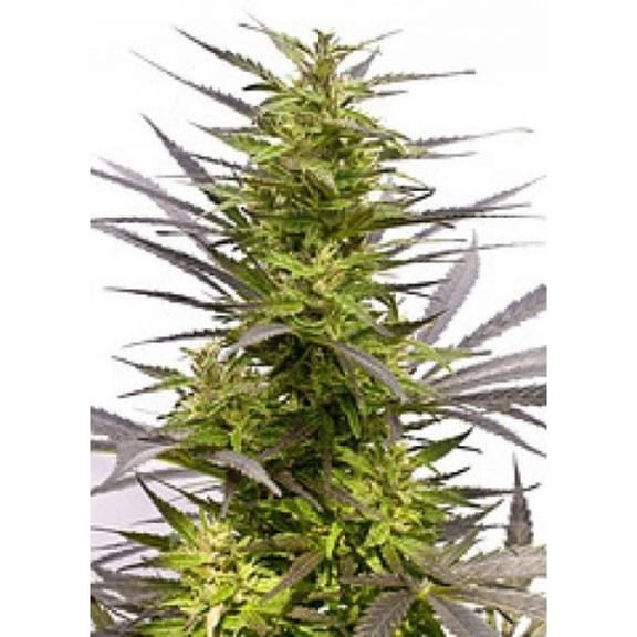 KC 42 Feminised Seeds - 5-KC-SKCF050023-F5