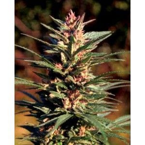 Double D Feminised Seeds - 5-KC-SKCF050026-F5