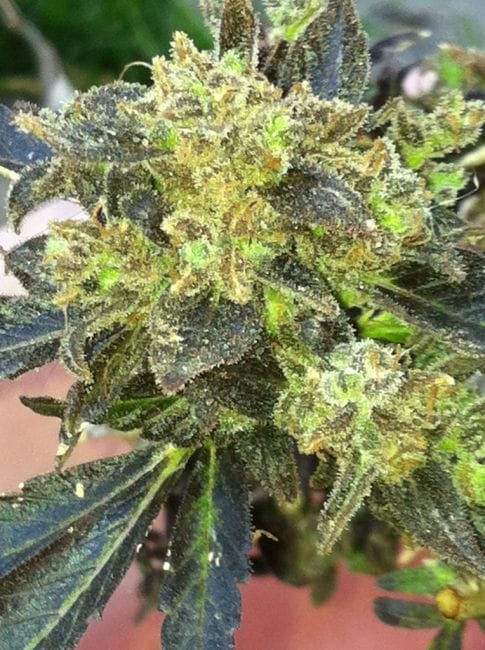 Boss Hogg Feminised Seeds - 6-CC-024-F6