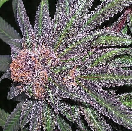 Purple Wreck Regular Seeds - 10-GDP-GDPPWR10