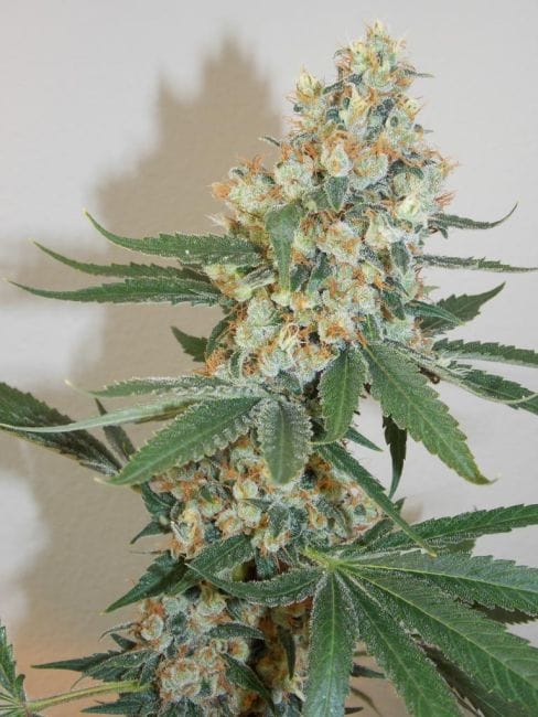 Silver Mountain Regular Seeds - 11-BODH-SLVR-REG