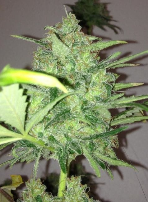 Mountain Temple Regular Seeds - 11-BODH-MONT-REG