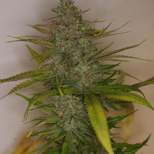 Mountain Temple Regular Seeds - 11-BODH-MONT-REG