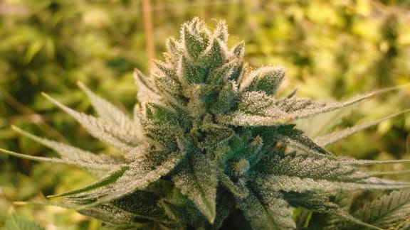 Love Triangle Regular Seeds - 11-BODH-LOVE-REG