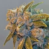 Chem Fire Regular Seeds - 12-BCBD-CHEMFI-REG-12