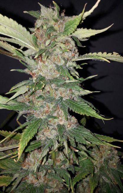Purple Crack Feminised Seeds - 6-CC-027-F6