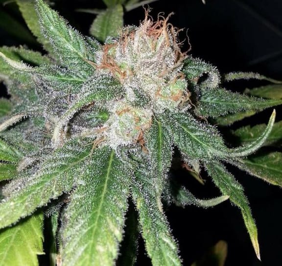 Purple Crack Feminised Seeds - 6-CC-027-F6