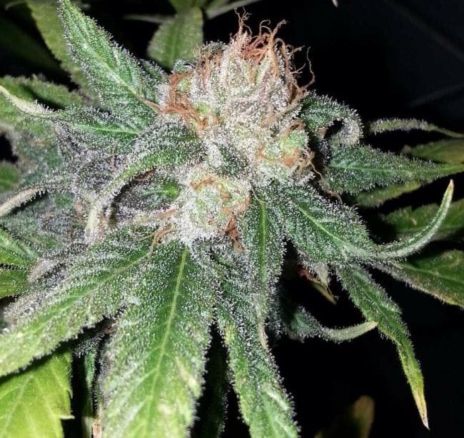 Purple Crack Feminised Seeds - 6-CC-027-F6