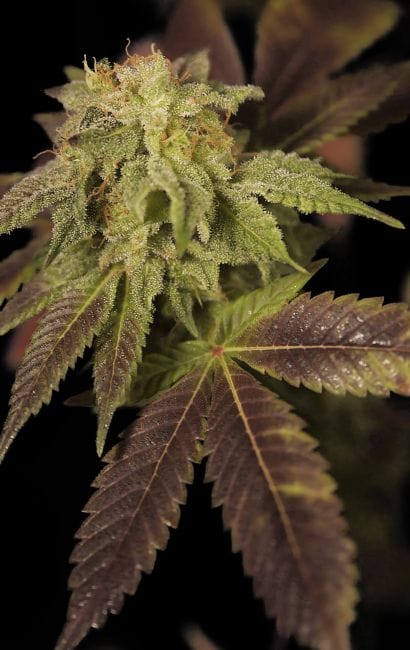 Rene Feminised Seeds - 6-HOGG-RENE-FEM-6