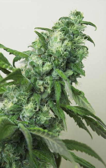 Digweed Feminised Seeds - 6-HOGG-DIGW-FEM-6