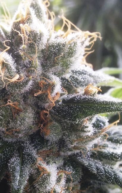 Barbara Bud Regular Seeds - 11-HOGG-BRBB-REG-11