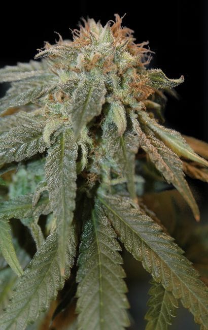 Haoma Regular Seeds - 11-HOGG-HOAM-REG-11