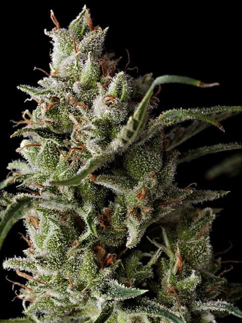 The Funk Regular Seeds - 10-GDP-GDPFUNK10