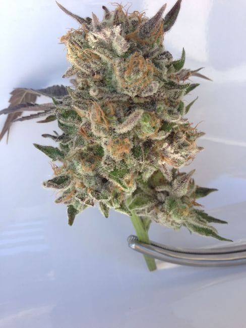 Phantom Kush Regular Seeds - 10-GDP-GDPPHKSH10