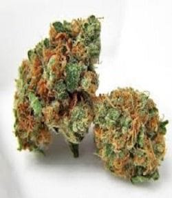Kendawg Regular Seeds - 10-GDP-GDPKDWGR10