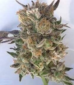 Coogies Regular Seeds - 10-GDP-GDPCOOGR10