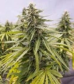 Flower Child Regular Seeds - 10-GDP-GDPFLCHR10