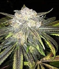 Black Cherry OG Regular Seeds - 10-GDP-GDPBLKCHR10