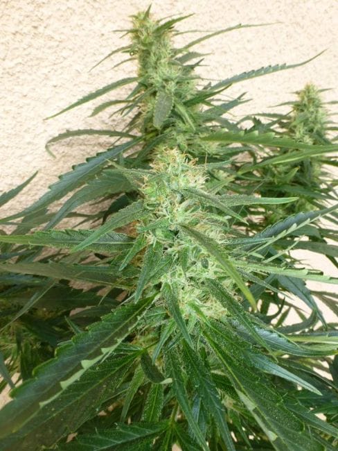 Spacer Super Auto Feminised Seeds - 3-FLSHSPACE-F3