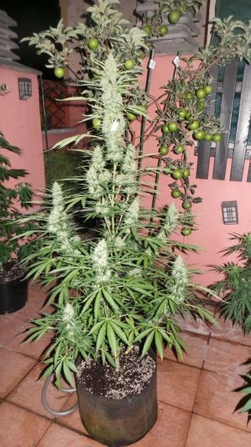 Spacer Super Auto Feminised Seeds - 3-FLSHSPACE-F3