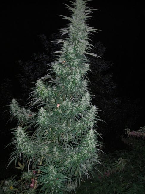 Panama Lime Super Auto Feminised Seeds - 3-FLSHPNMLM-F3