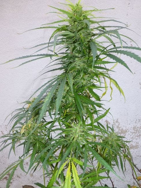 Panama Lime Super Auto Feminised Seeds - 3-FLSHPNMLM-F3