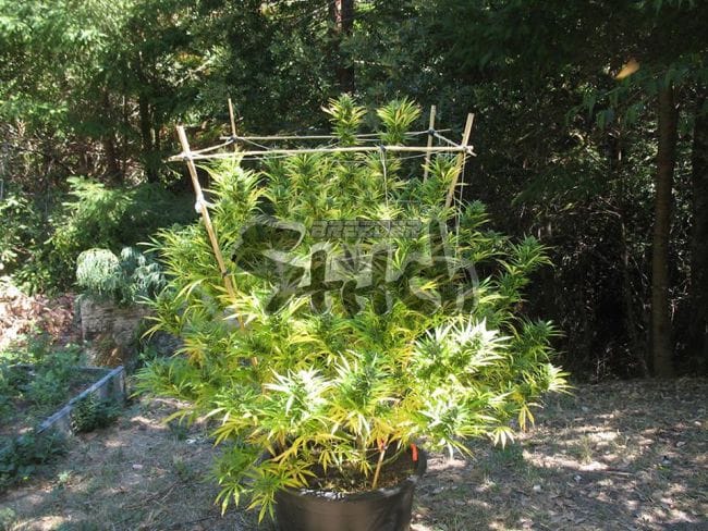 Octopussy Super Auto Feminised Seeds - 3-FLSHOCTP-F3