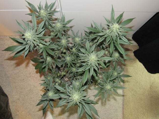 Moontang Regular Seeds - 11-BODH-MOONT-REG