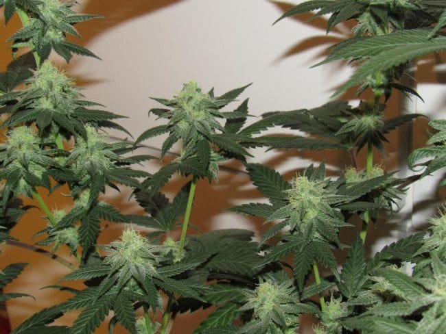 Moontang Regular Seeds - 11-BODH-MOONT-REG