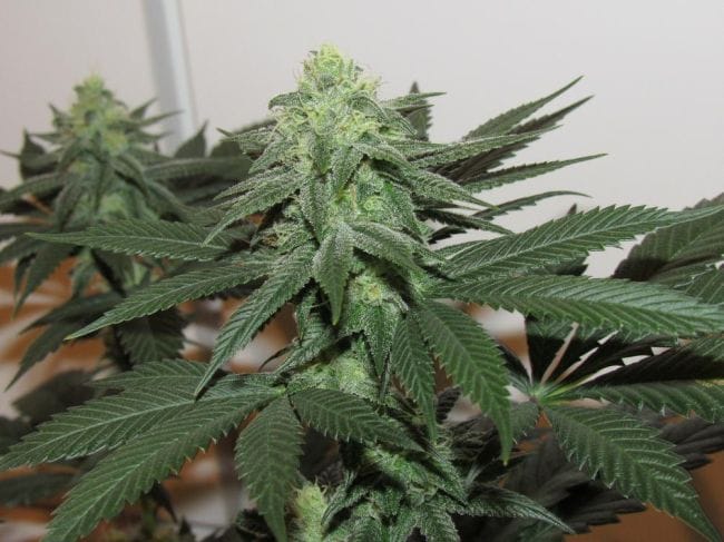 Moontang Regular Seeds - 11-BODH-MOONT-REG