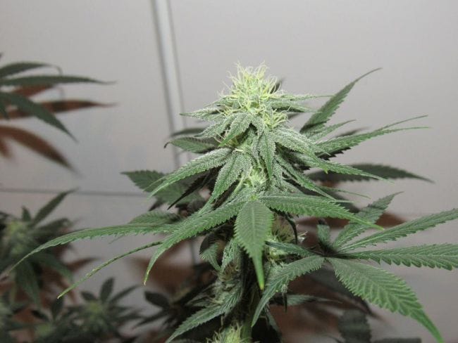 Moontang Regular Seeds - 11-BODH-MOONT-REG