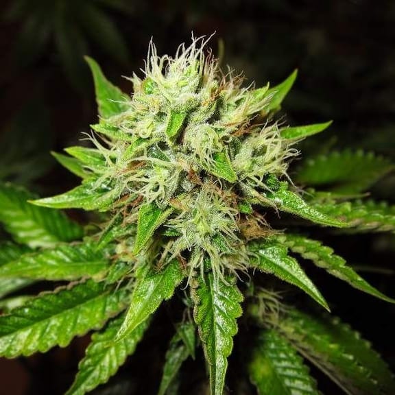 Lithium OG Kush Auto Feminised Seeds - 5-NV-OGKSH