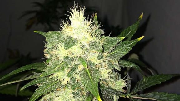 Lithium OG Kush Auto Feminised Seeds - 5-NV-OGKSH