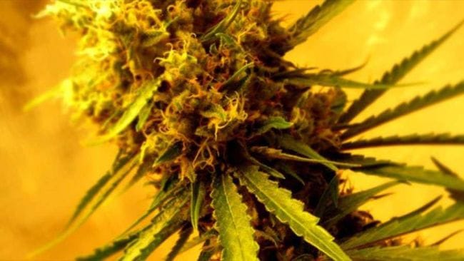 Lemon OG Haze Auto Feminised Seeds - 5-NV-LOGHZA