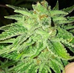 Strawberry OG Feminised Seeds - 6-CC-035-F6